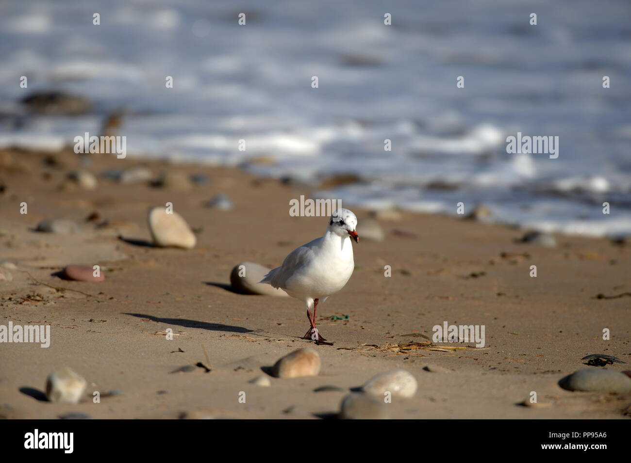 Gull at high tide line on sandy  beach with pebbles and surf in background Stock Photo