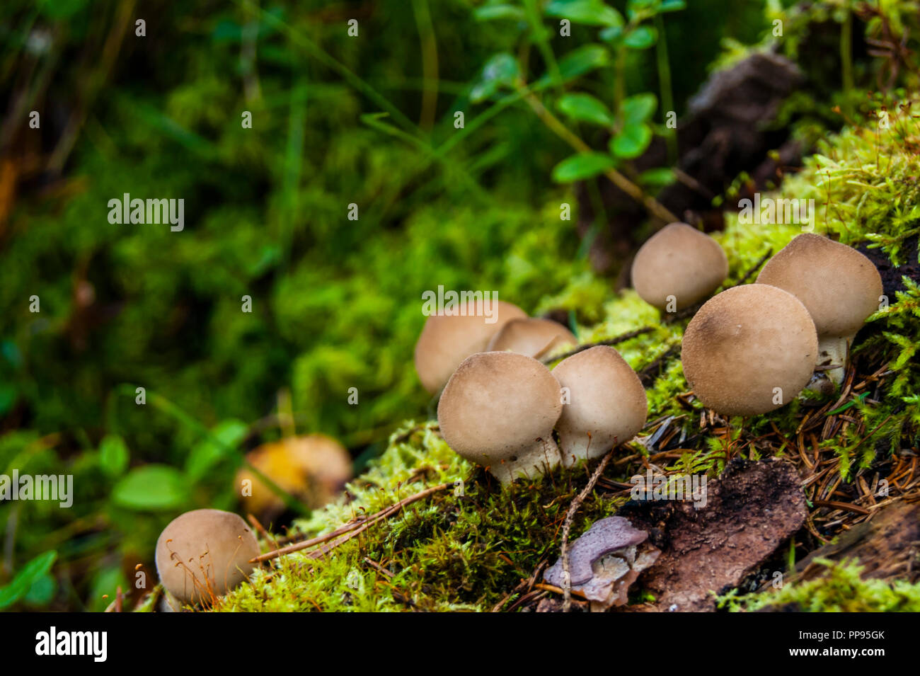 A family of round mushrooms growing on a tree. Close-up of mushrooms. Stock Photo