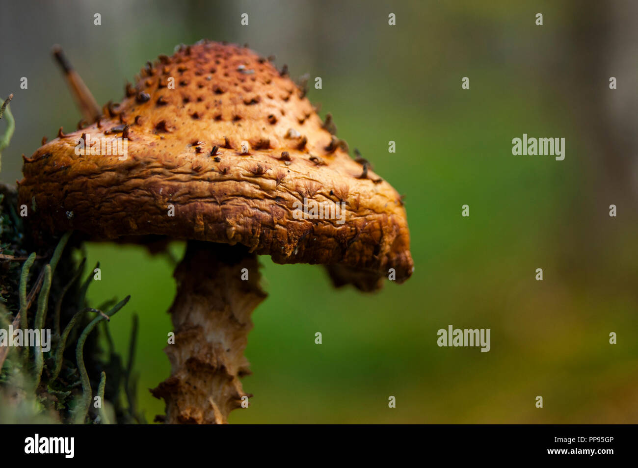Dried honey mushroom growing on a birch tree in the forest. Closeup of edible mushrooms Stock