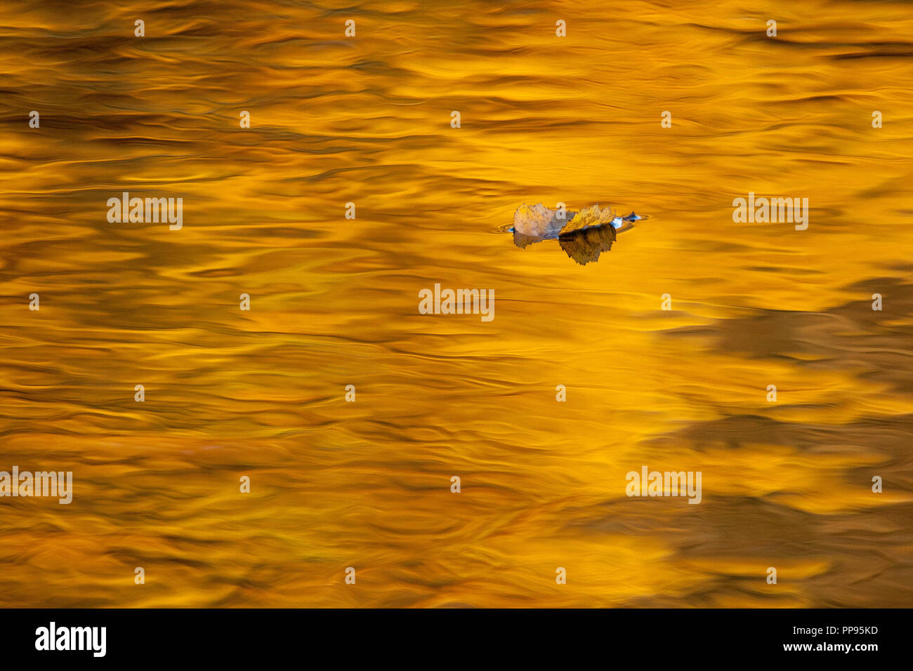 Fallen orange leave on orange water, autmun. Stock Photo