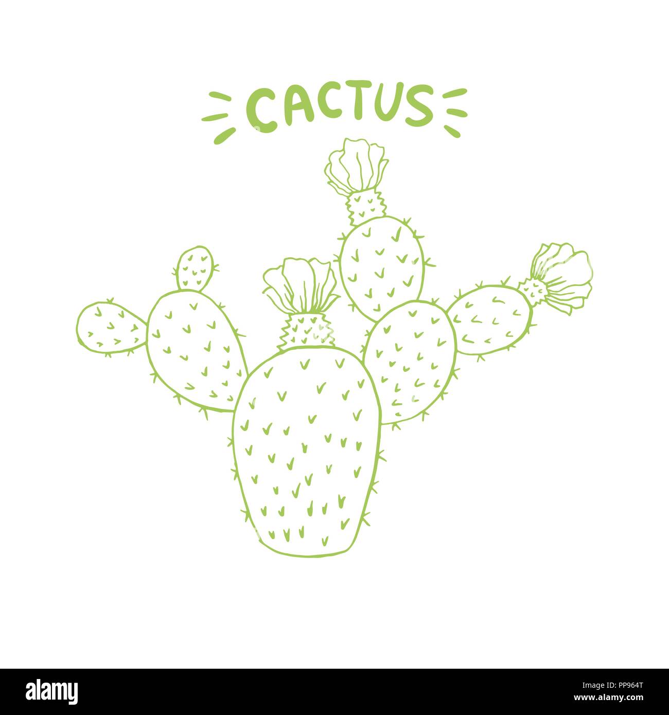 Mexican Cactus with Spines or Thorns and Flowers. Isolated Doodle Style Line Art Element for Coloring Book or Page Design. Edible Esculent Cacti Like Saguaro, Indian Fig or Mammillaria. Stock Vector