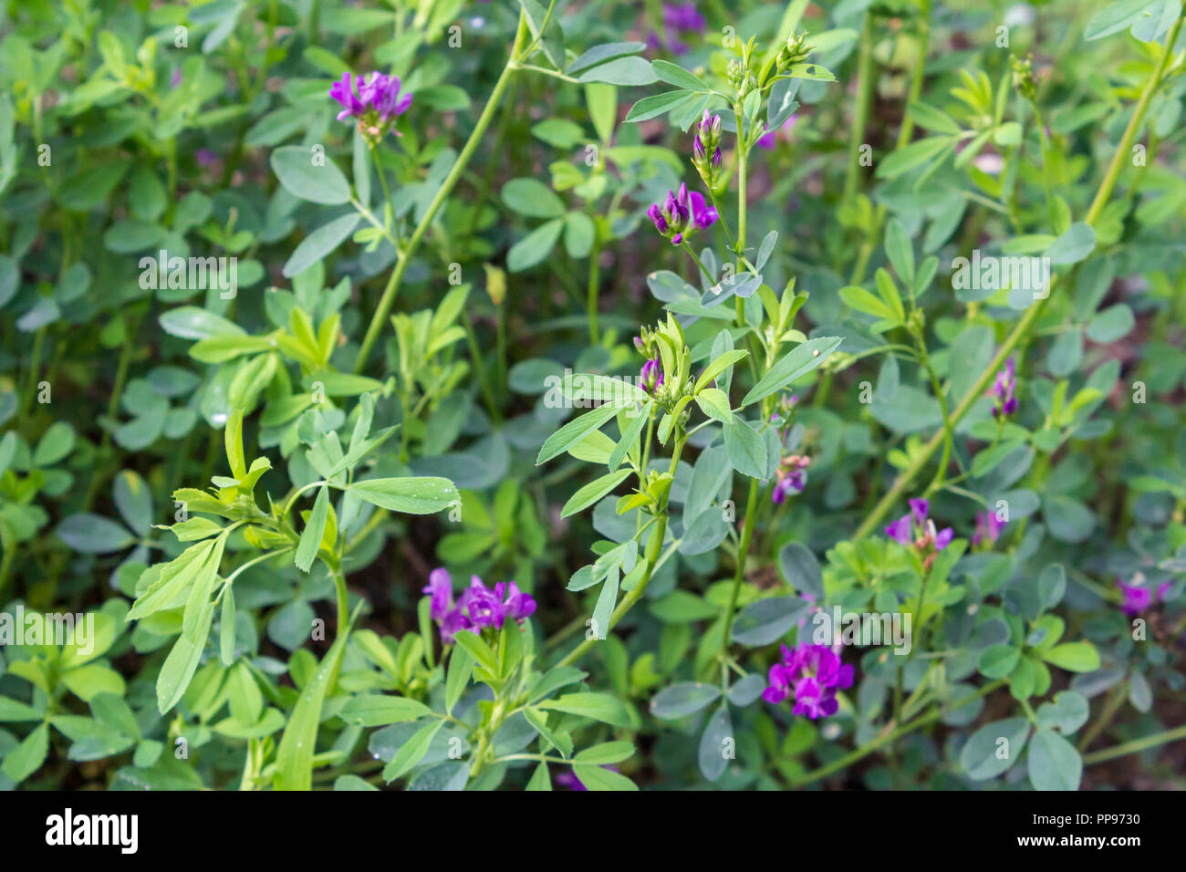 Medicago sativa, Wild Alfalfa plant Stock Photo