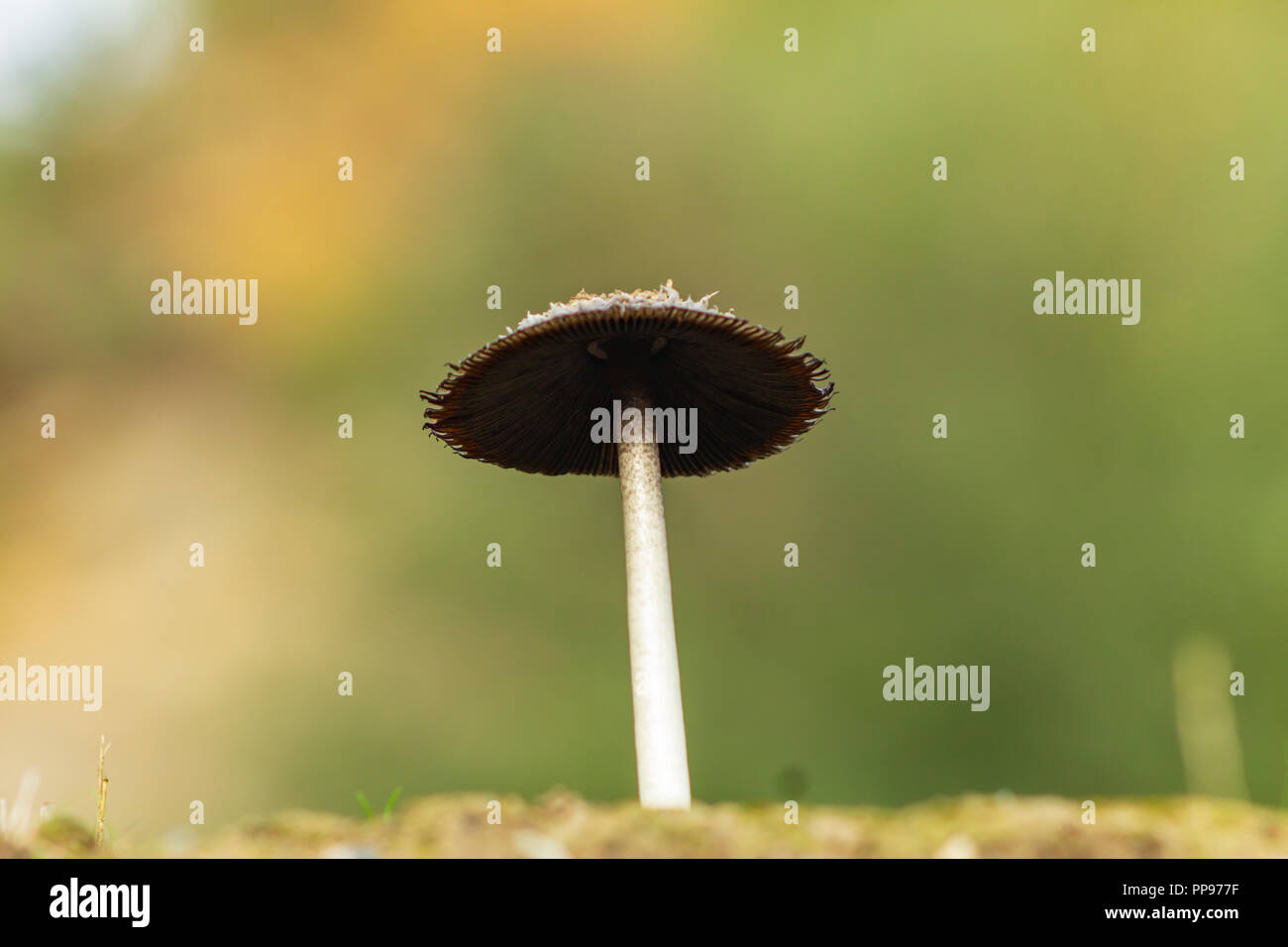 Coprinopsis atramentaria, Common ink cap mushroom Stock Photo - Alamy
