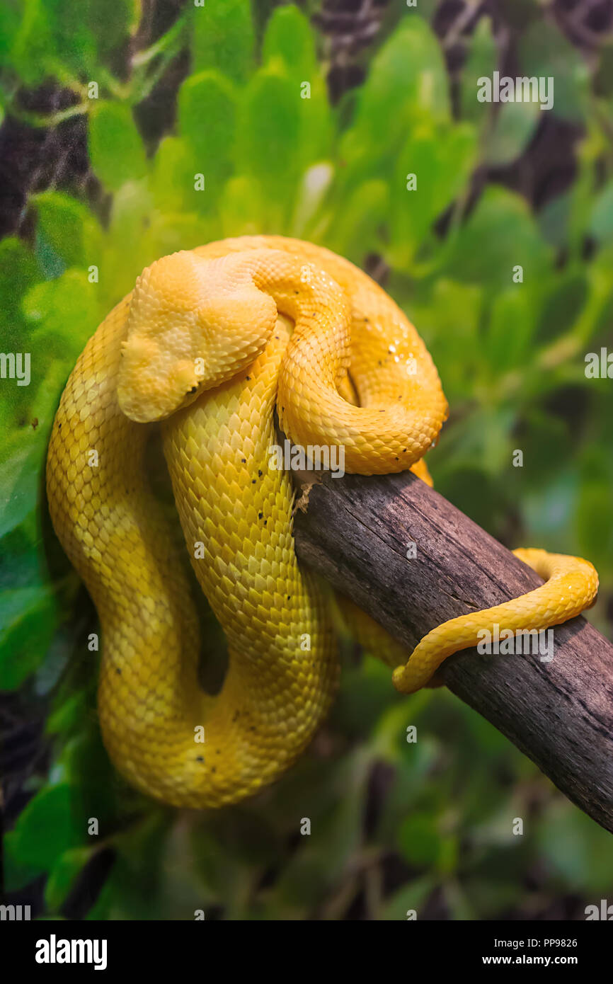 Close up of a Venomous Bush Viper Snake, Atheris squamigera, - Yellow Phase Stock Photo
