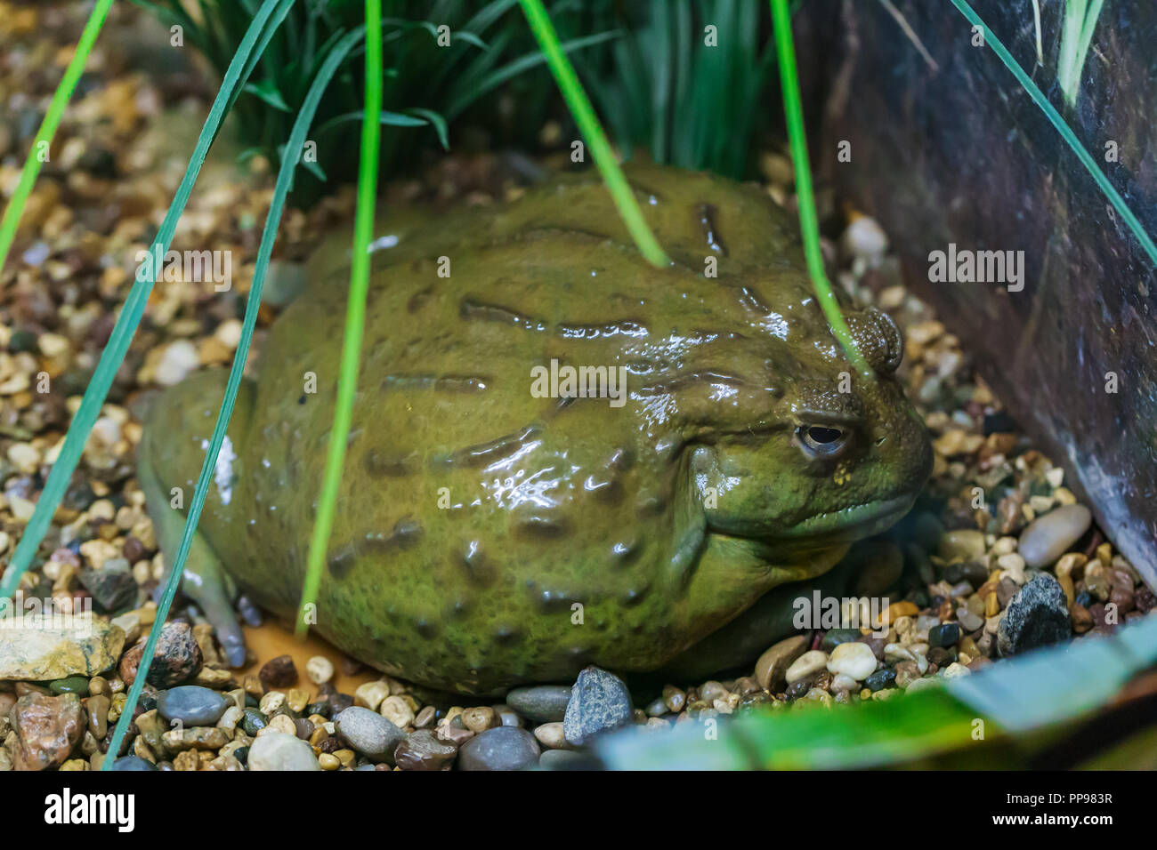 Giant African Bullfrog, Pyxicephalus adspersus, South Africa Stock