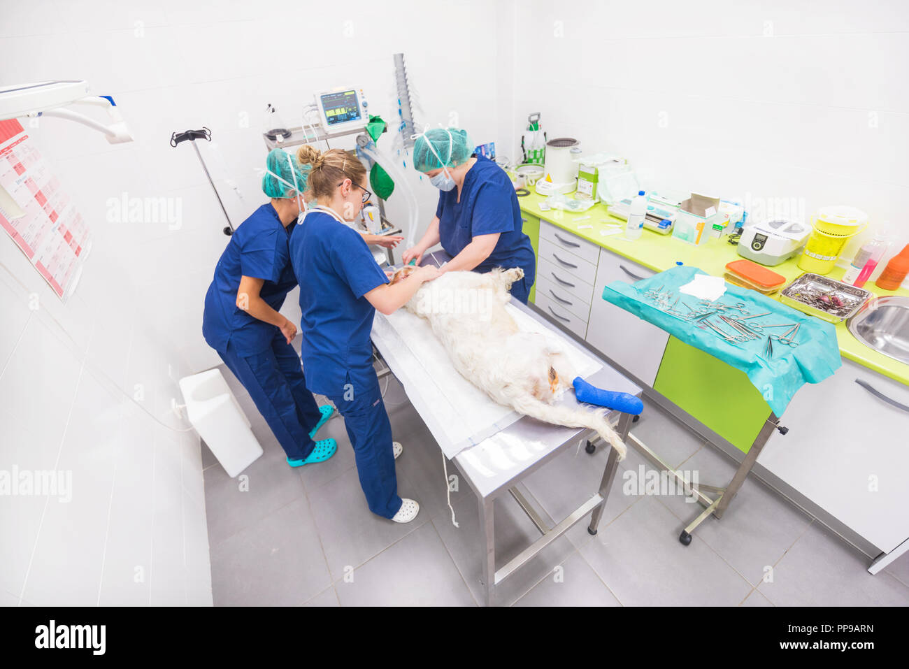 Wide angle view of veterinary team in operating room Stock Photo