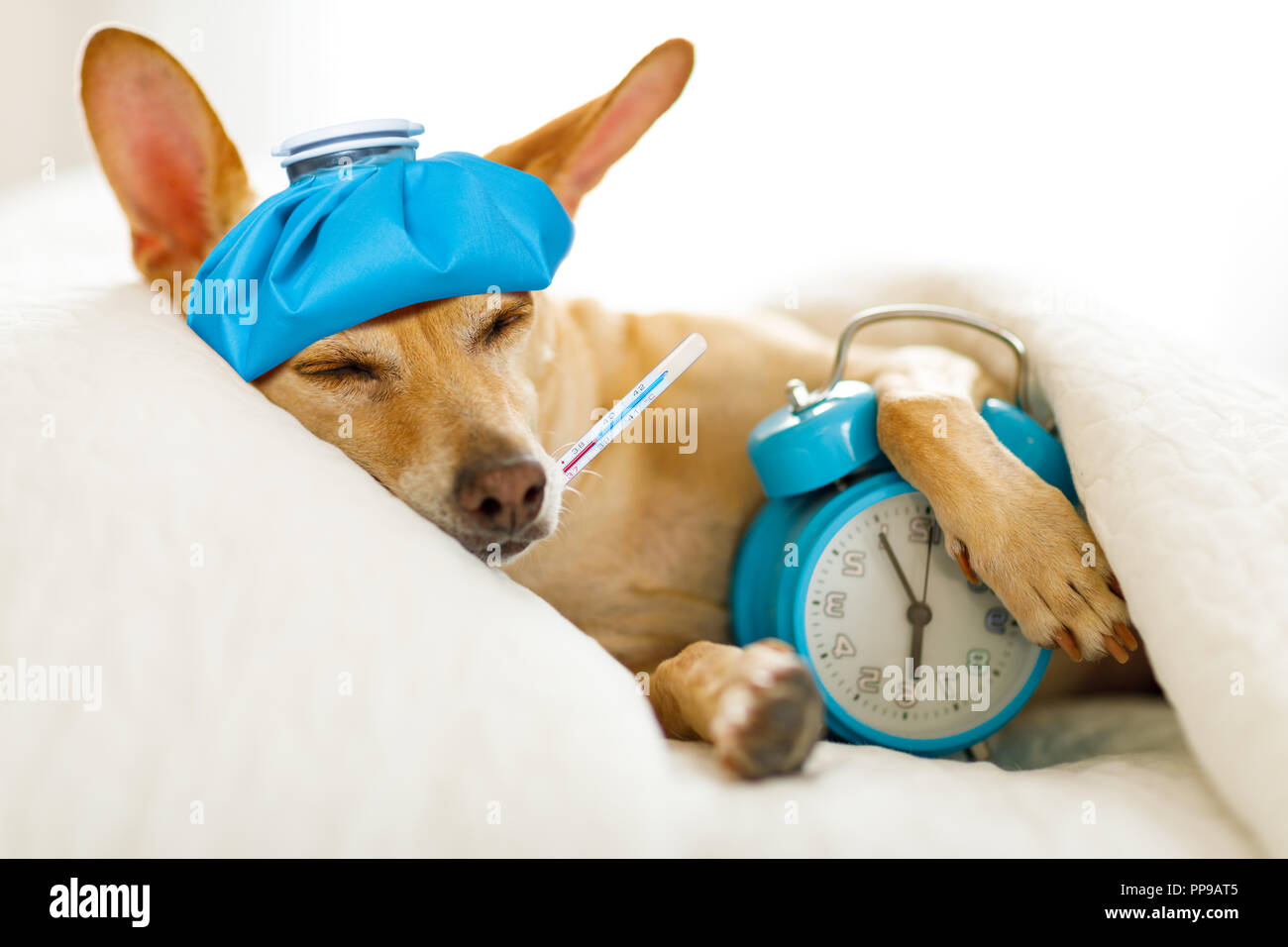 Dog keeps being sales sick at night