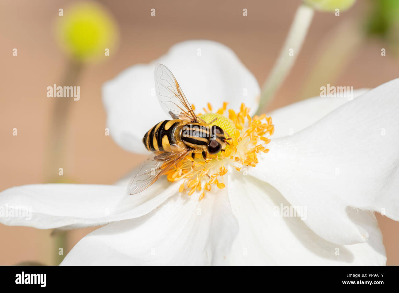 Macro of A Tiny Hoverfly (Helophilus fasciatus) Collecting Pollen from a Columbine Flower (Aquilegia) in Early Fall in Colorado Stock Photo