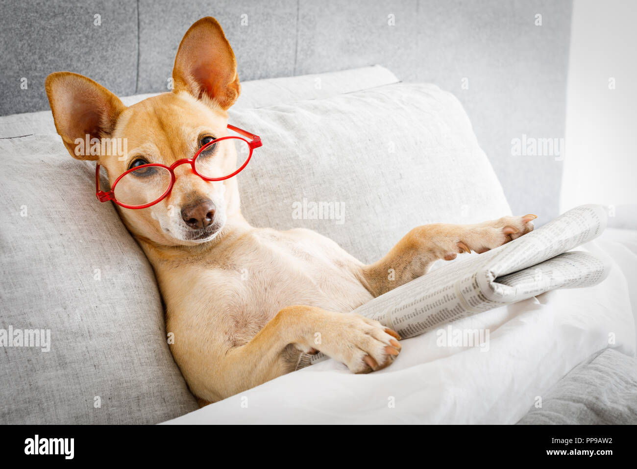 dog in bed resting and reading newspaper,  in bedroom under the blanket , early  in the morning Stock Photo