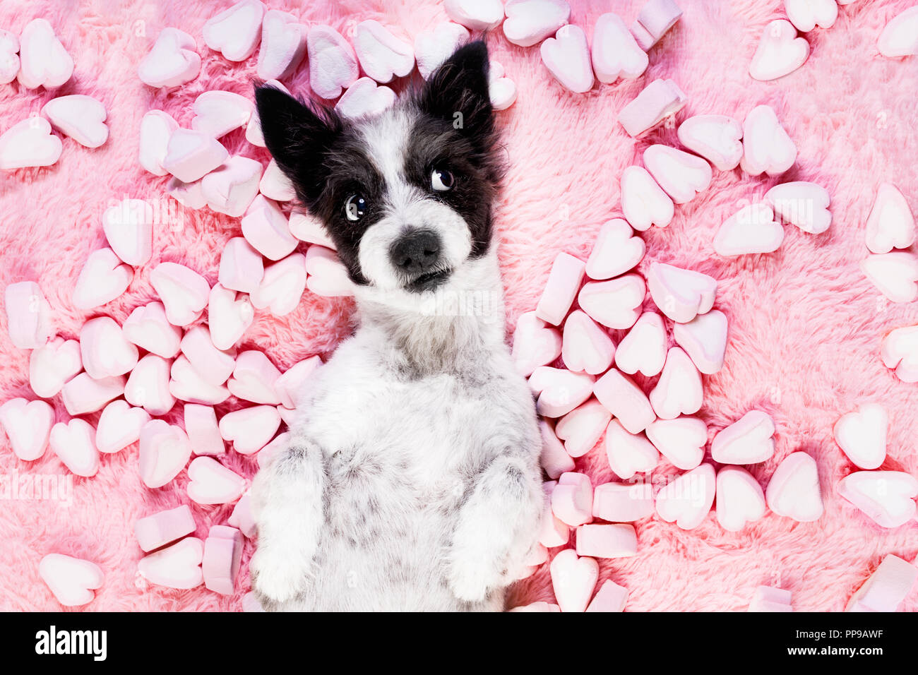 dog looking and staring at you ,while lying on bed with valentines rose
