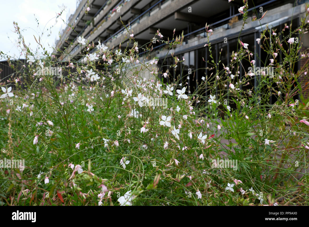 White gaura bee loving flowers in bloom outside Barbican Estate apartment building in the City of London, London EC2 England UK  KATHY DEWITT Stock Photo