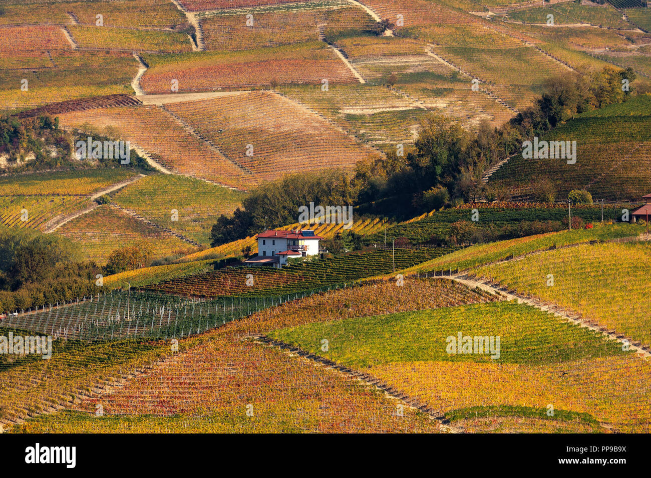 Colorful autumnal vineyards on the hills of Langhe in Piedmont, Italy. Stock Photo