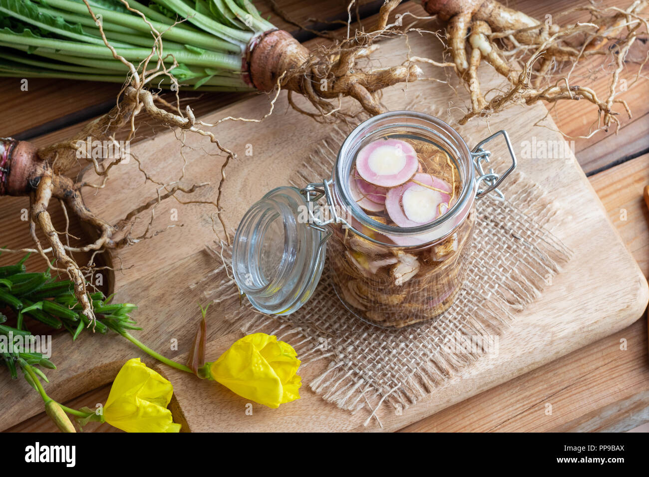 Preparation of herbal tincture from fresh evening primrose root Stock Photo Alamy