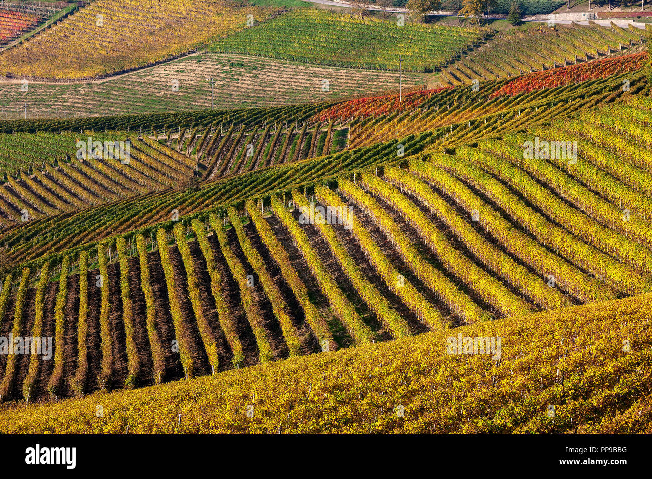 Colorful autumnal vineyards in rows on the hills of Langhe in Piedmont, Northern Italy. Stock Photo