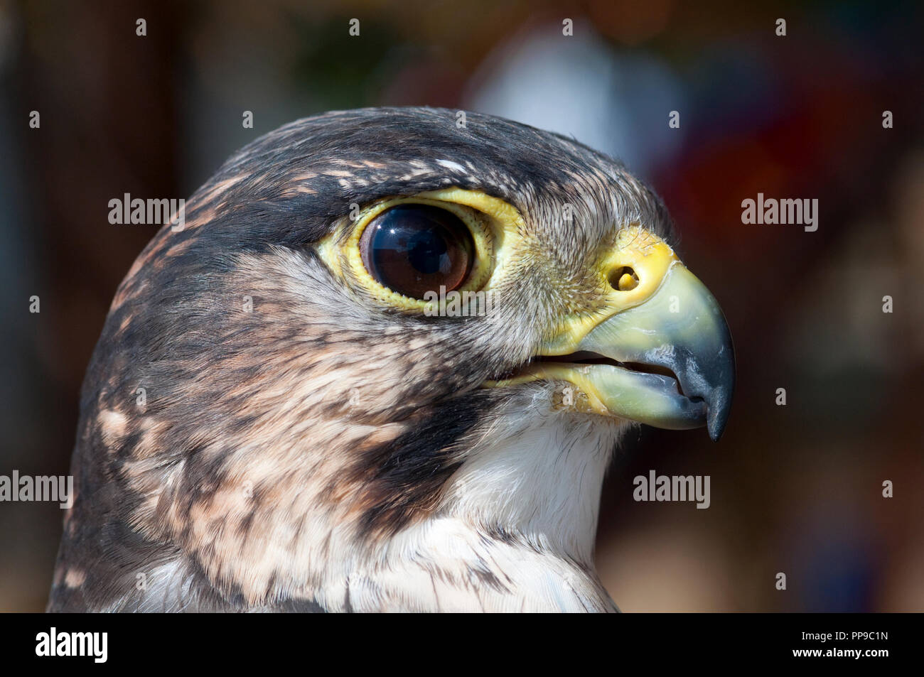 Falcon eyes hires stock photography and images Alamy
