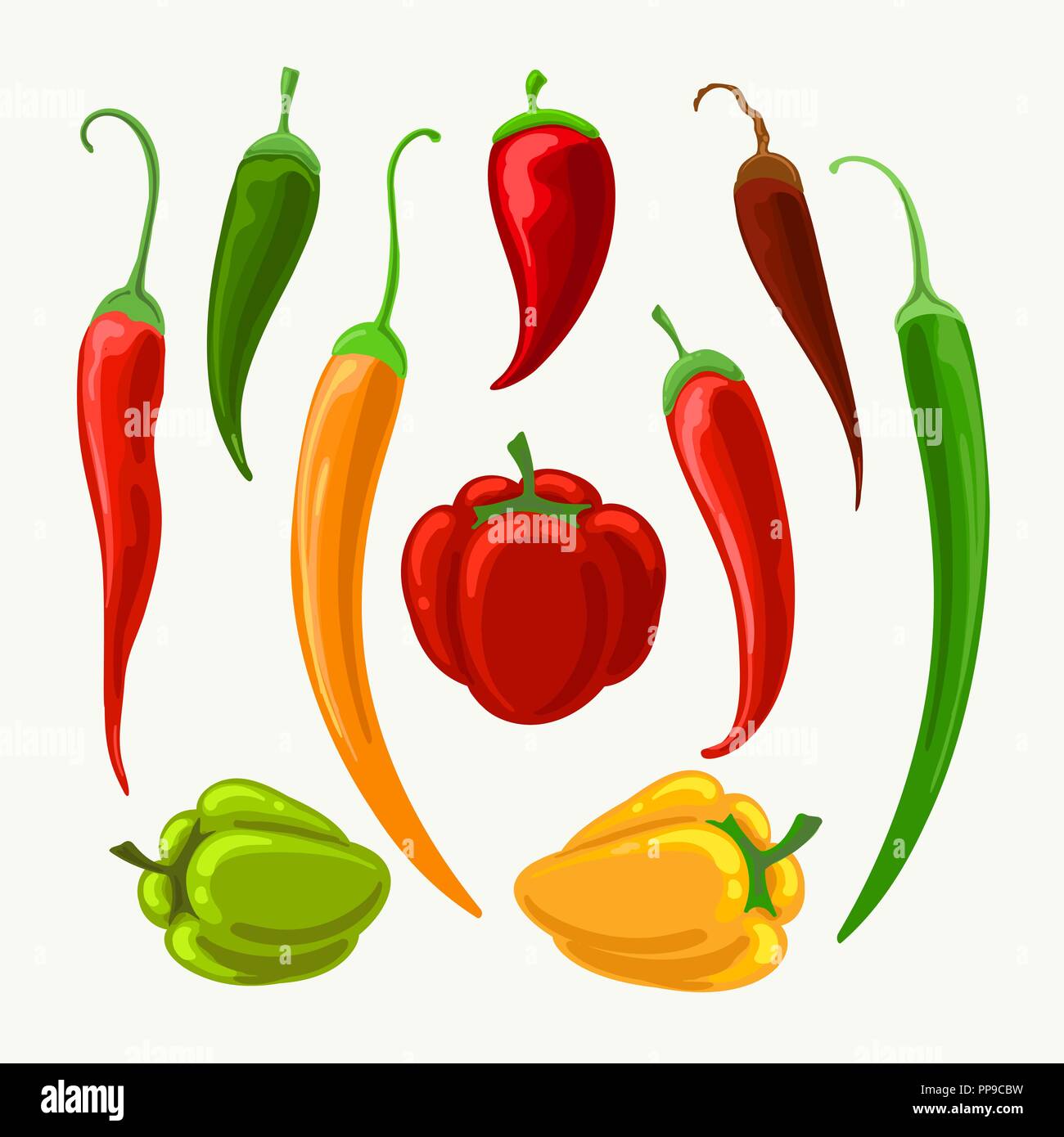 Vector different peppers. Jalapeno and cayenne, paprika and bulgarian