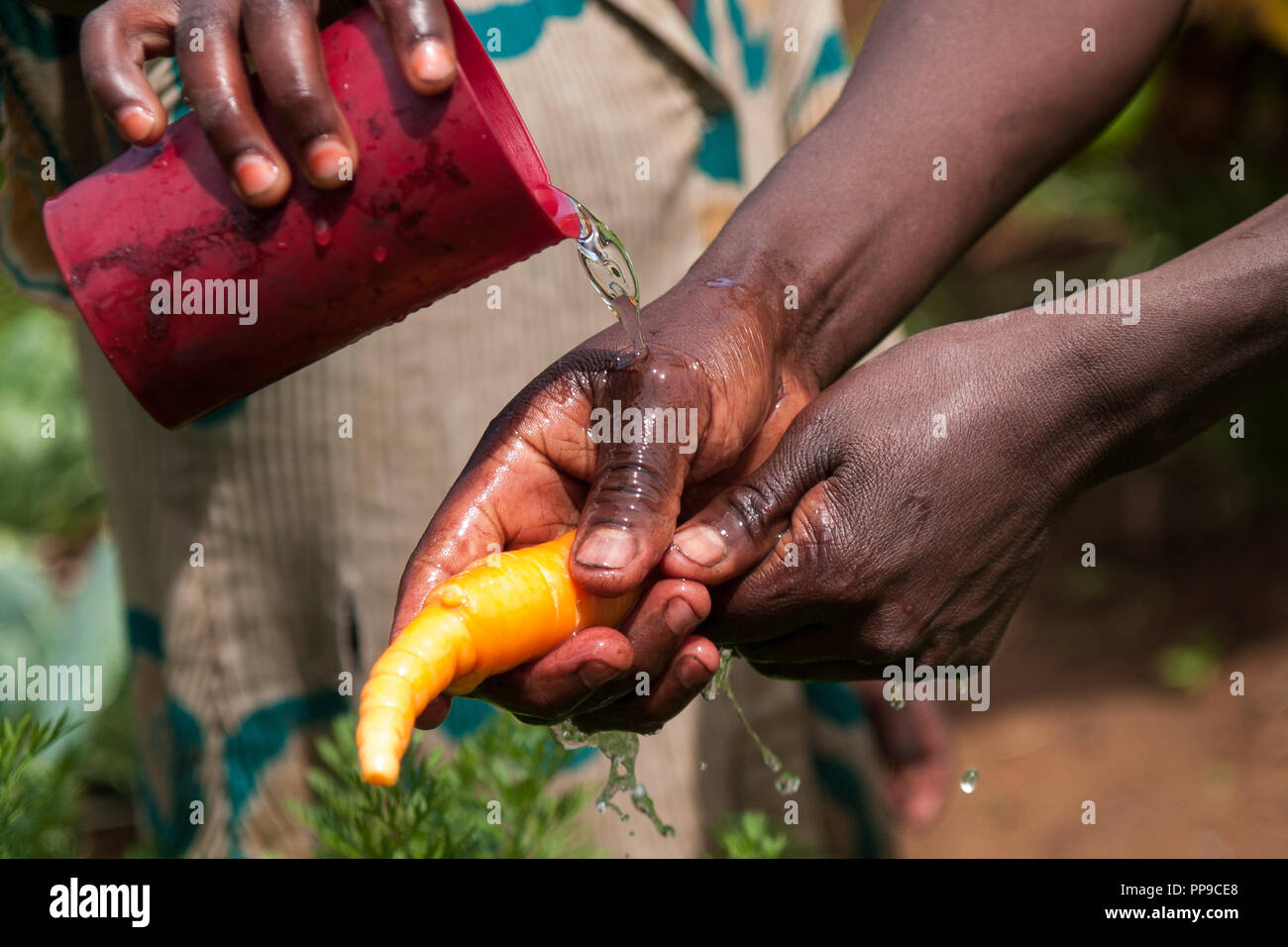 Washing a carrot. Stock Photo