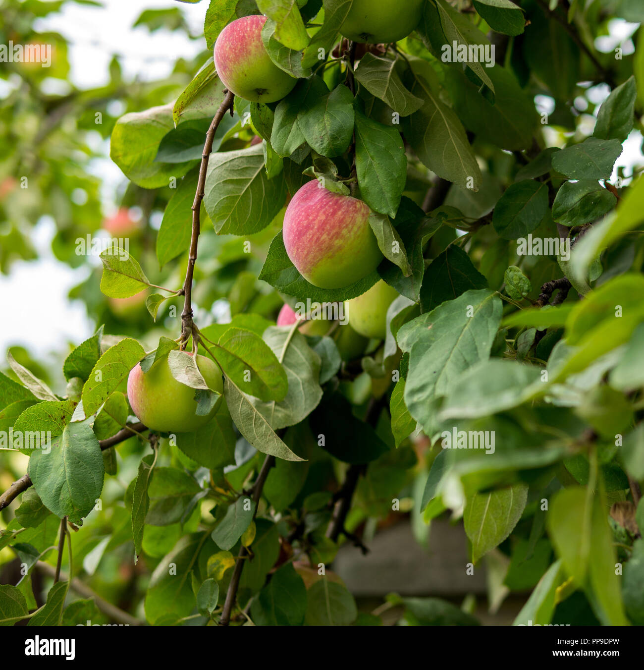 red apples from ecological cultivation hanging on a tree Stock Photo ...