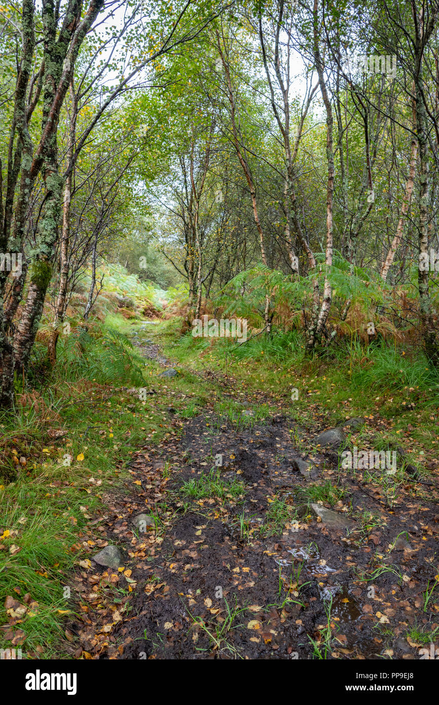 Glenborrodale Nature Reserve, Scotland Stock Photo