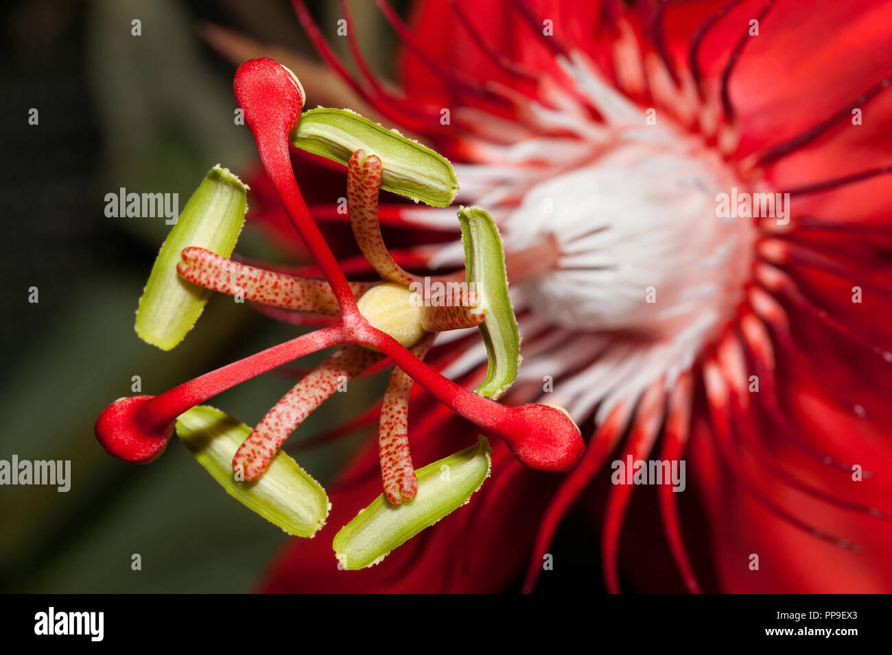 Close up of a beautiful red passiflora photographed in Costa Rica Stock Photo