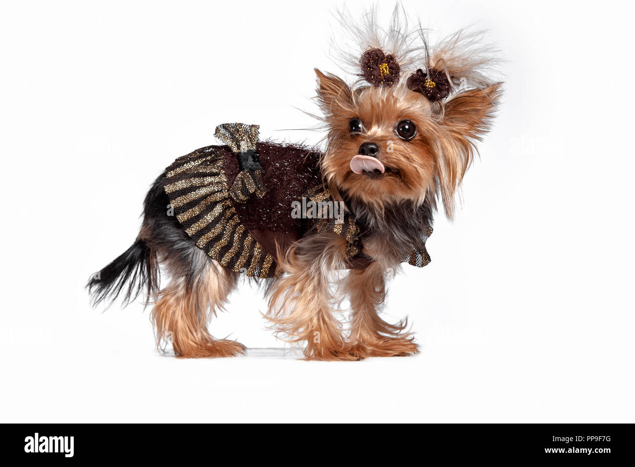 Yorkshire terrier mini - a head shot, against a white studio background  Stock Photo - Alamy