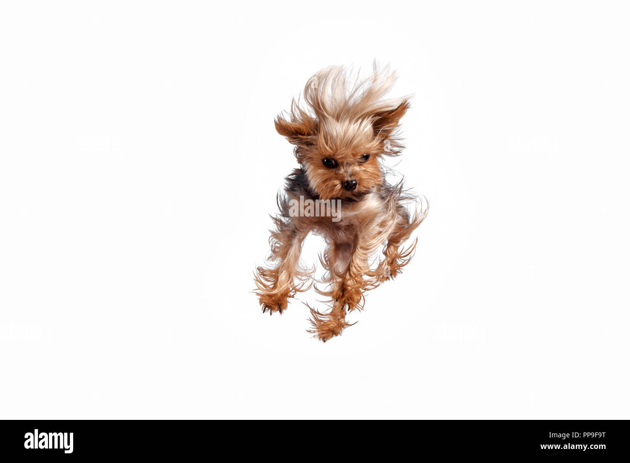 Yorkshire terrier mini jumping against a white studio background Stock