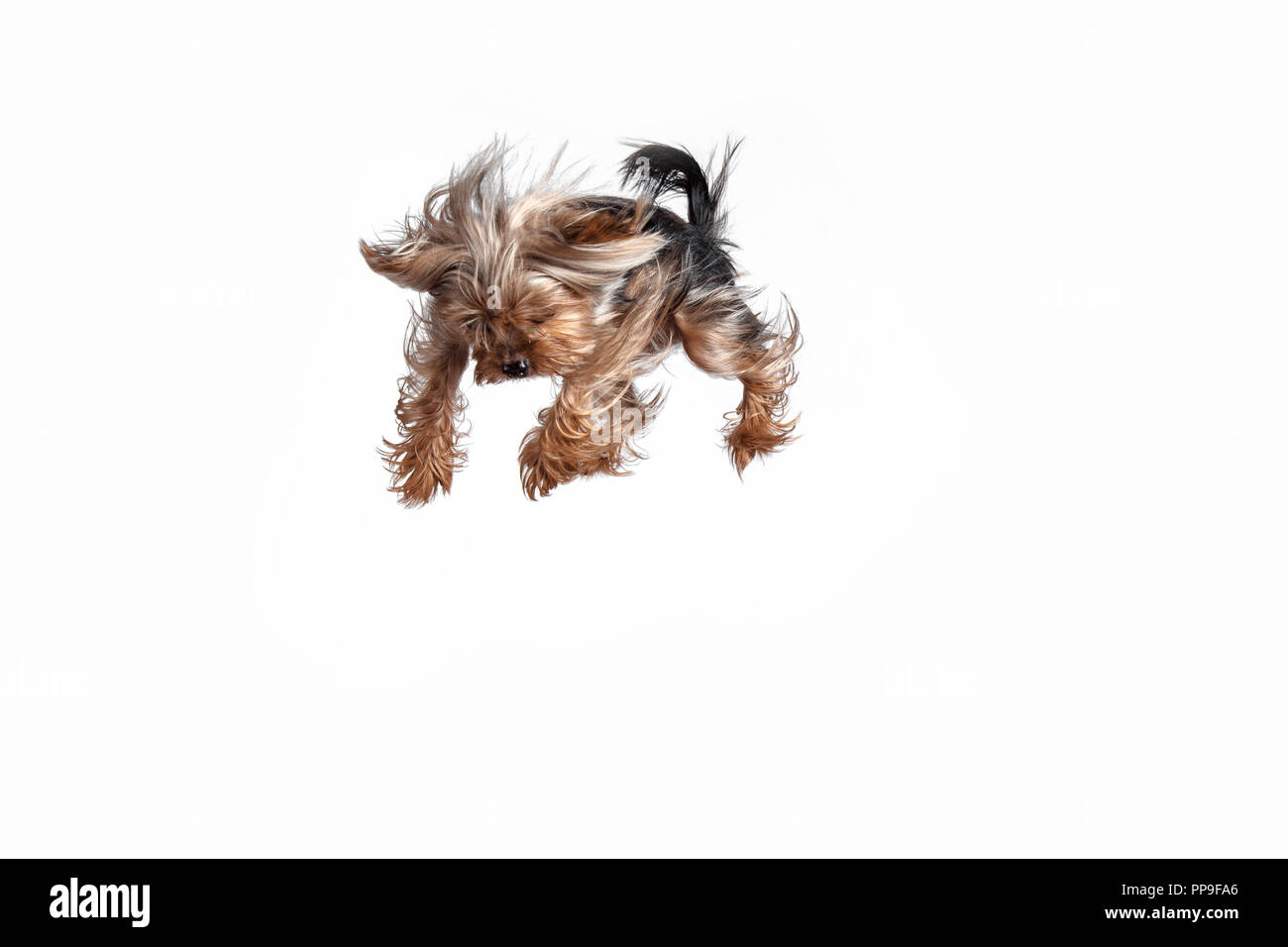 Yorkshire terrier mini jumping against a white studio background Stock