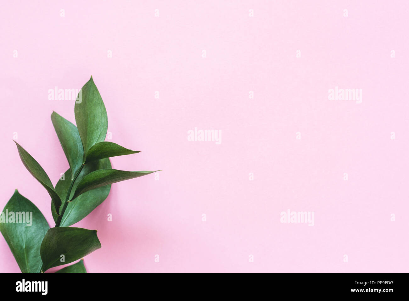 Eucalyptus branch on pink background with copy space for text. Trendy ...