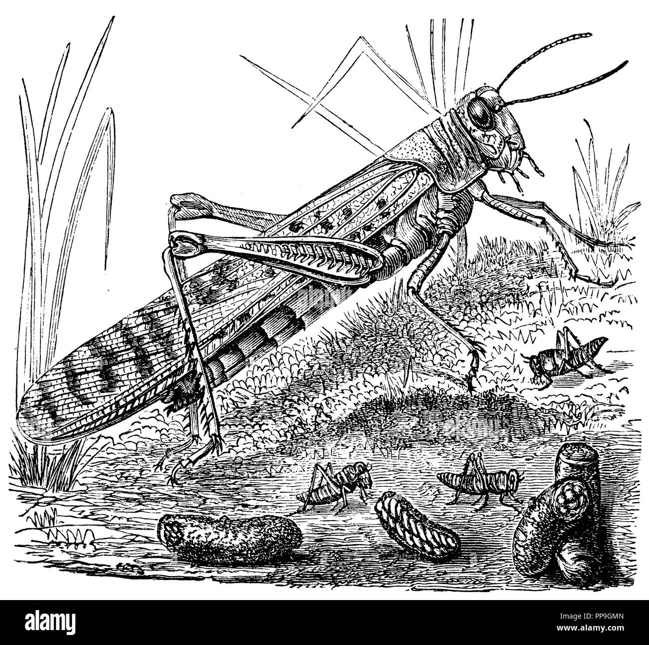 Locust, young and eggs, anonym  1877 Stock Photo