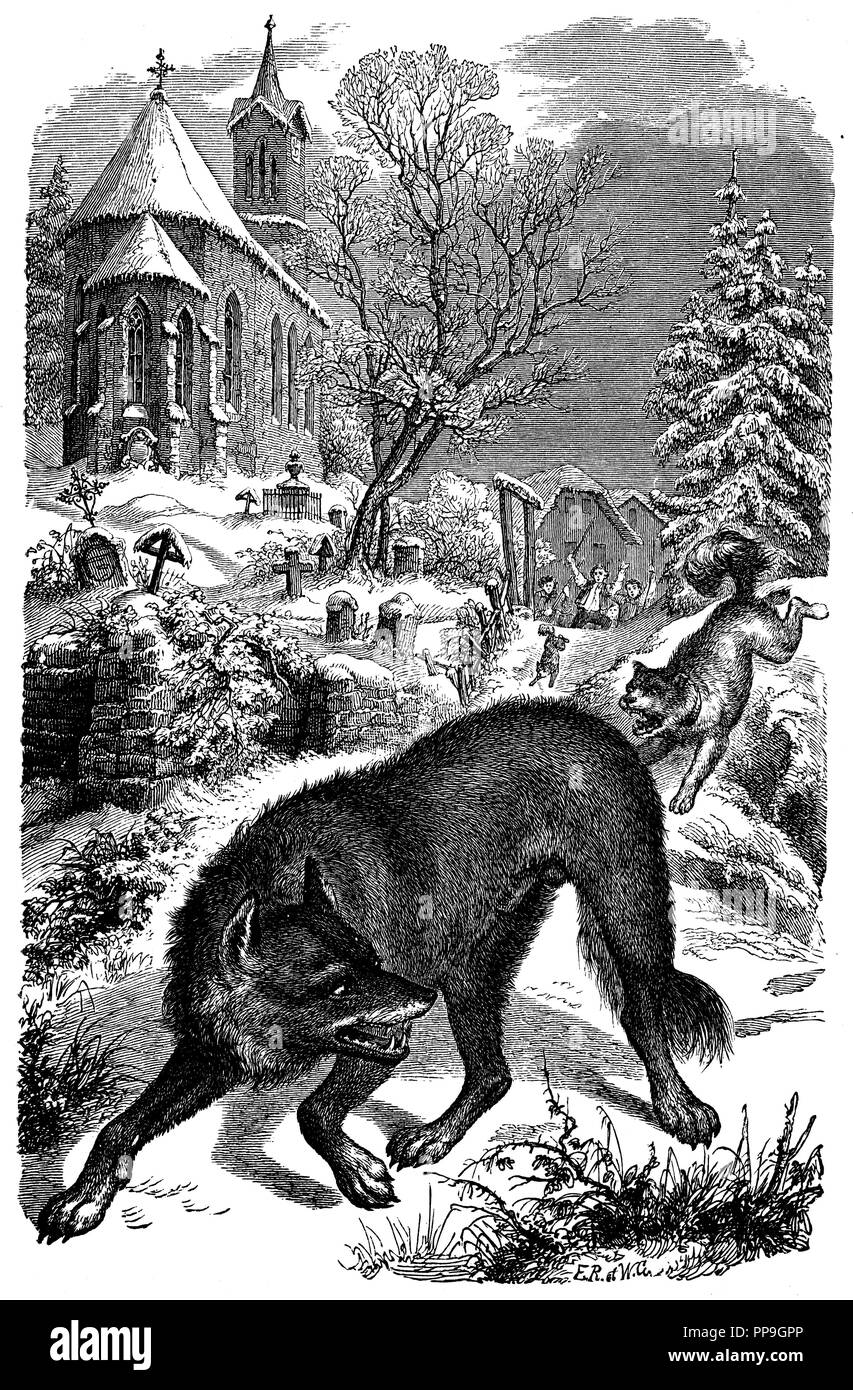 Wolf <Canis lupus>, E.R. u. W.G. Stock Photo