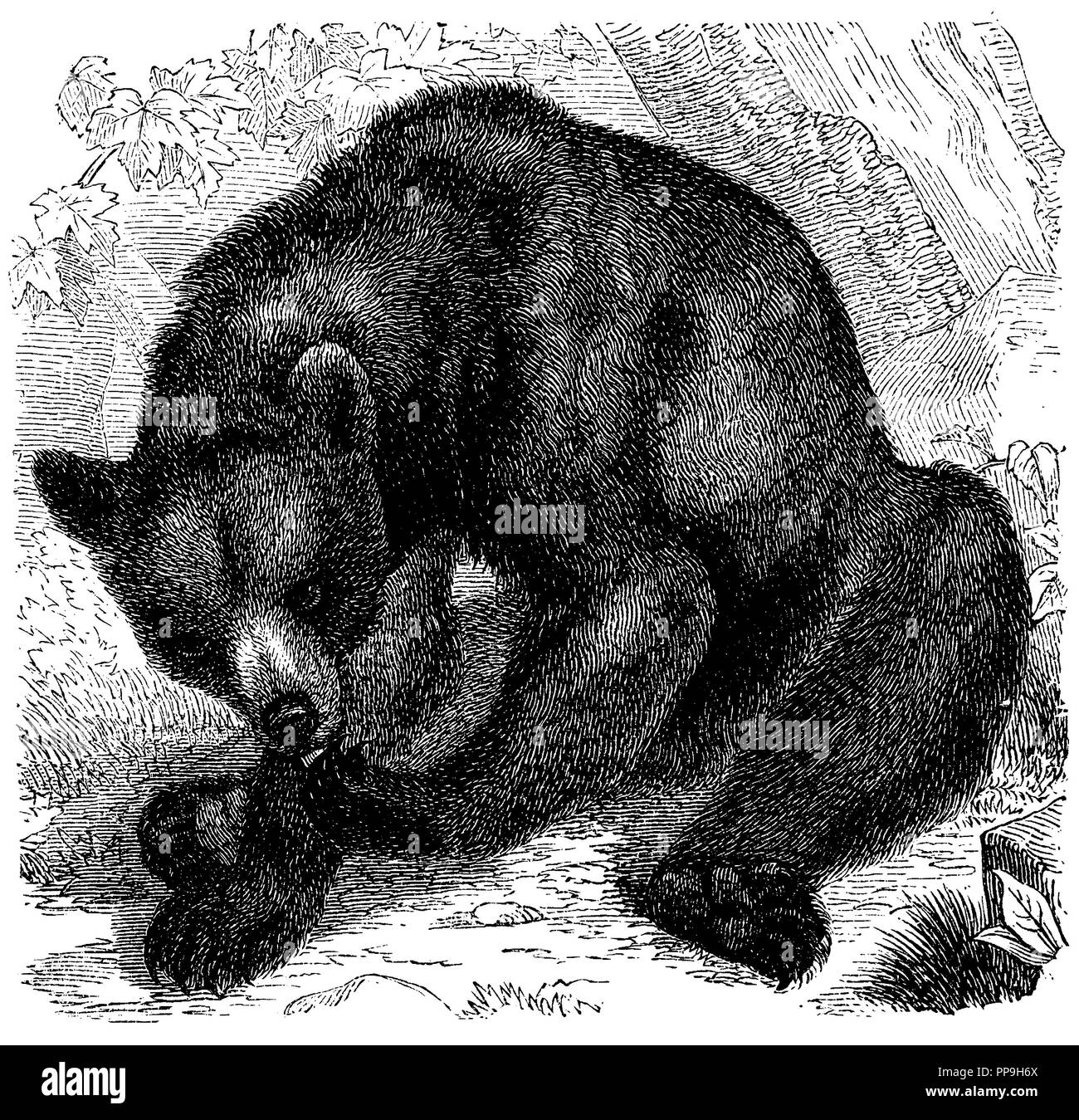 Black Bear, Baribal, anonym Stock Photo