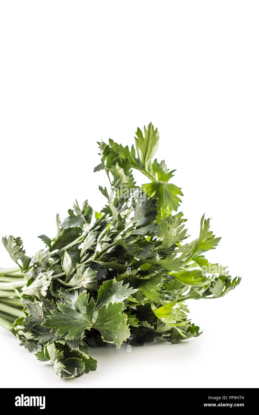 Celery Stem Or Leaves at Donna Nestor blog