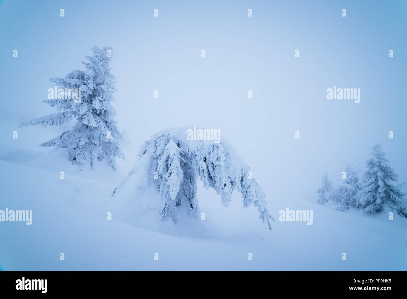 Bowed spruce under heavy snow. Winter landscape in a mountain forest. Color toning Stock Photo