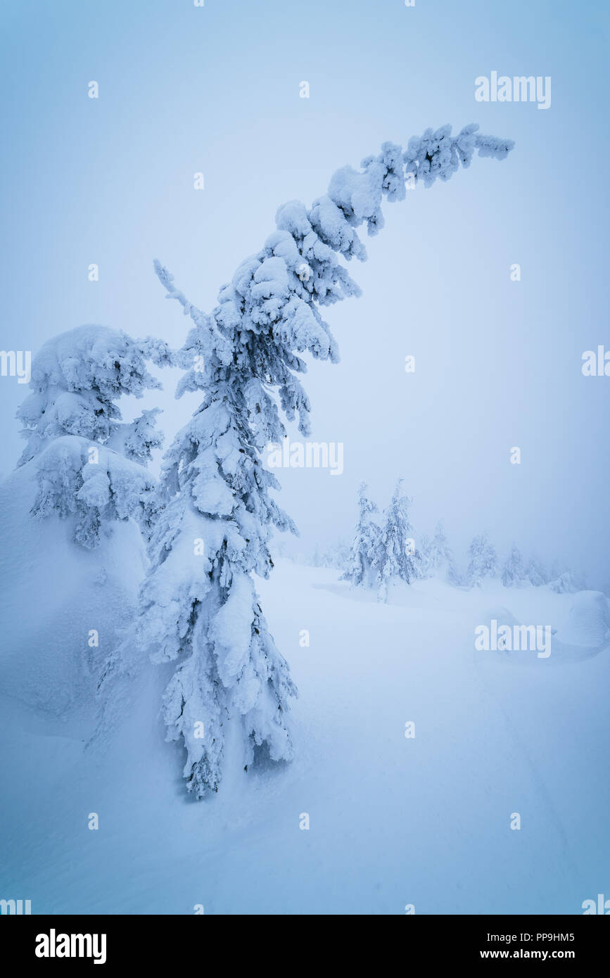 Christmas tree in winter forest. Landscape with snow drifts. Color toning Stock Photo
