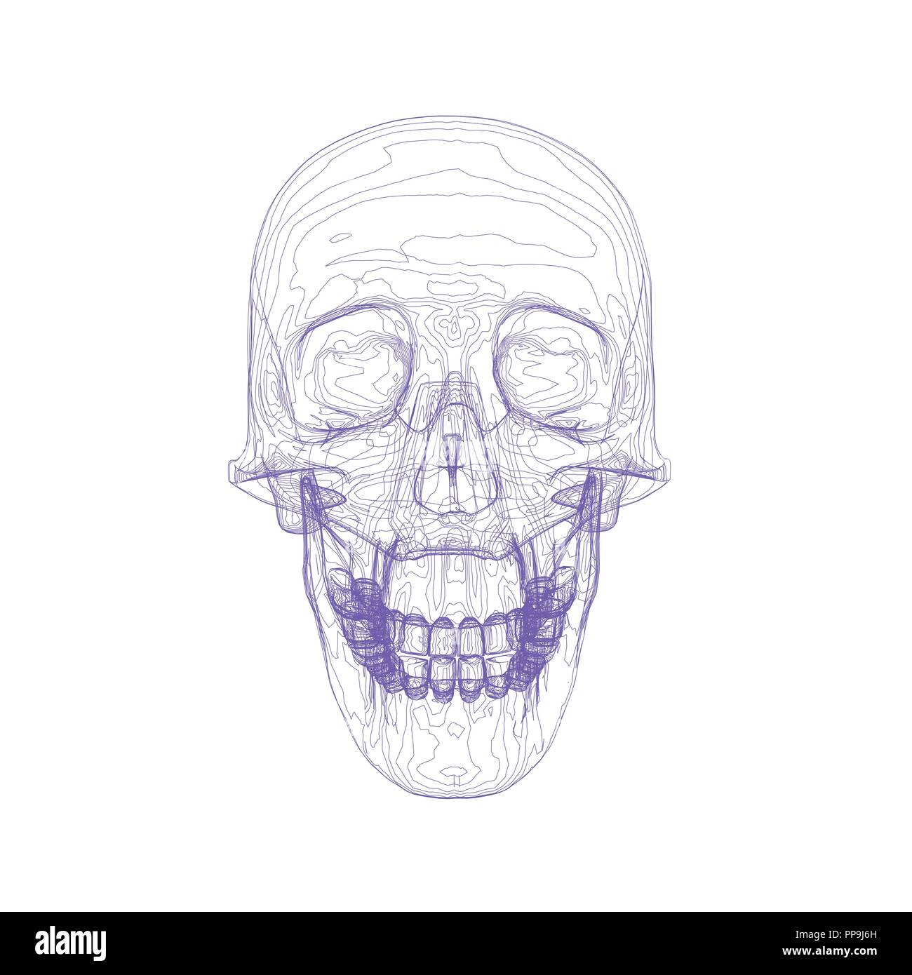A human skull from blue lines on a white background. Vector ...