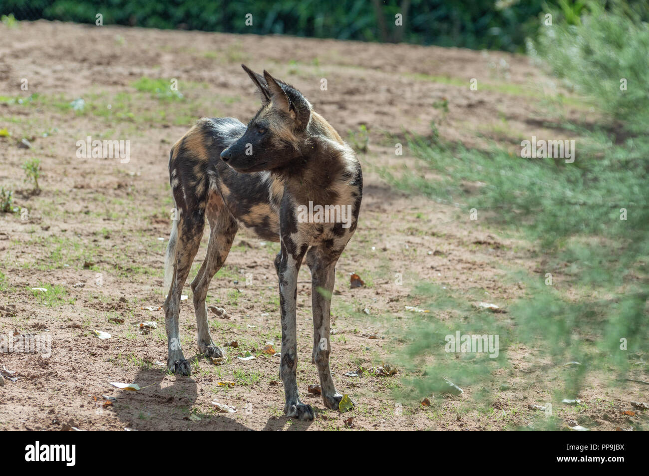 A single, alert African Painted Dog in captivity. Stock Photo