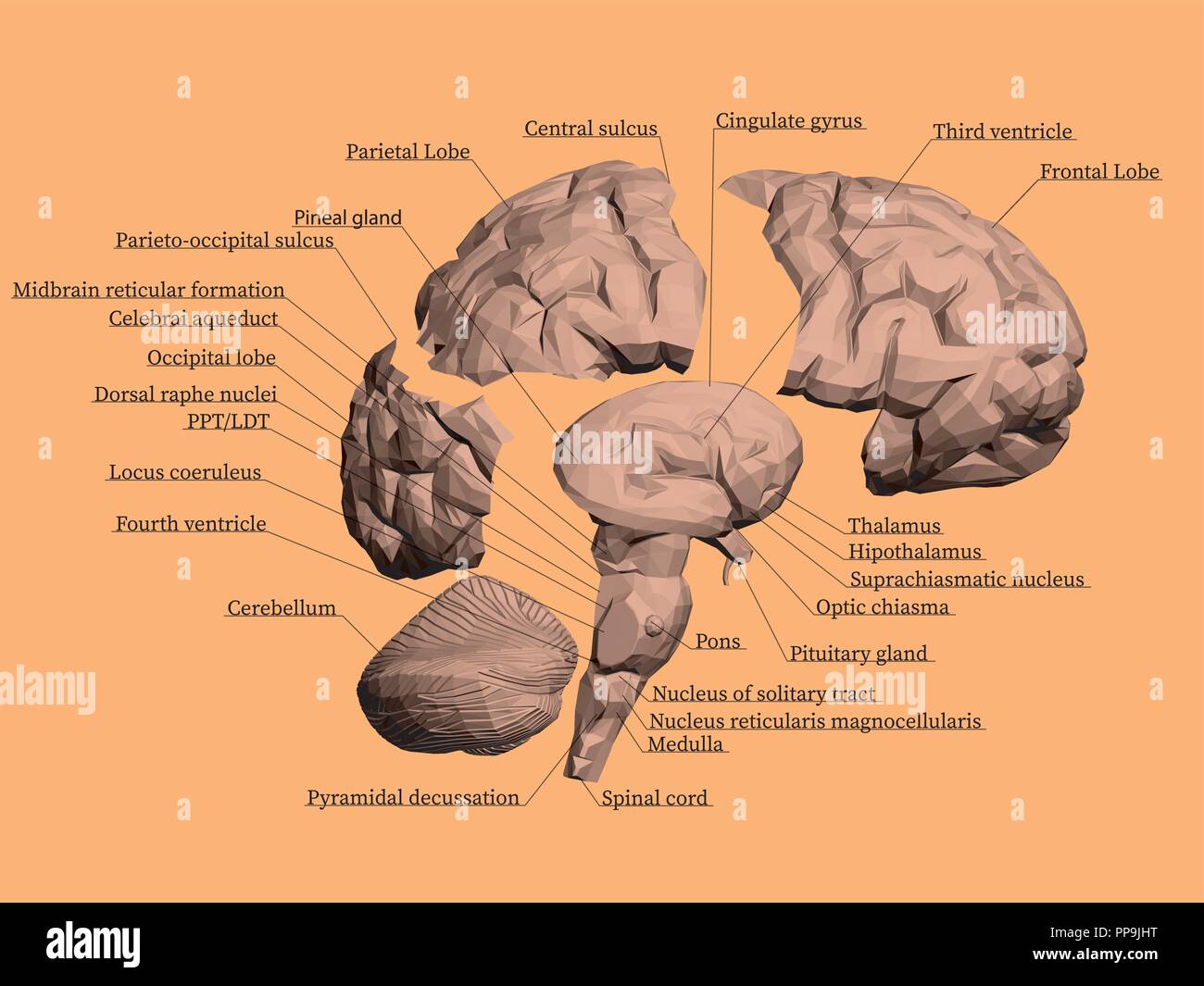 modelo-anatomico-cerebro