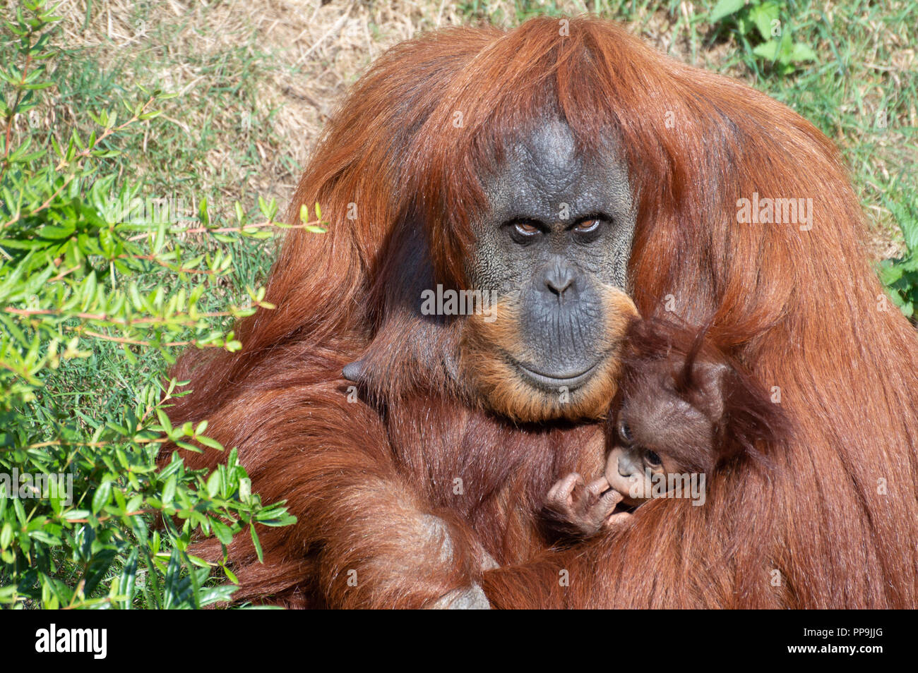 Orangutan mother 'Temmy' holds her male offspring in her arms at