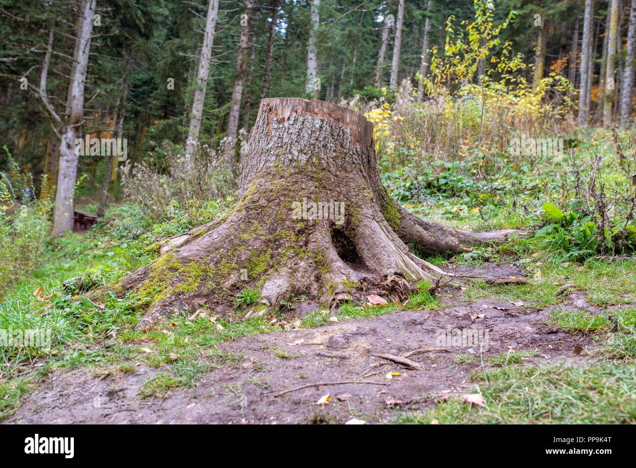 Old stumps on the forest. Remains of the cut down forest. Stock Photo