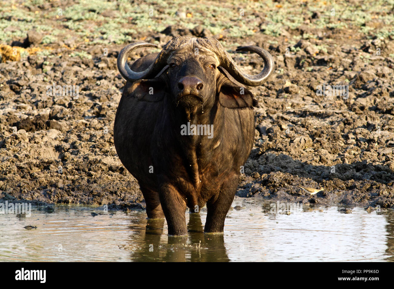 Buffalo have good eyesight and an excellent sense of smell and are aloways on the alert for potential danger especially when they know they are in pla Stock Photo