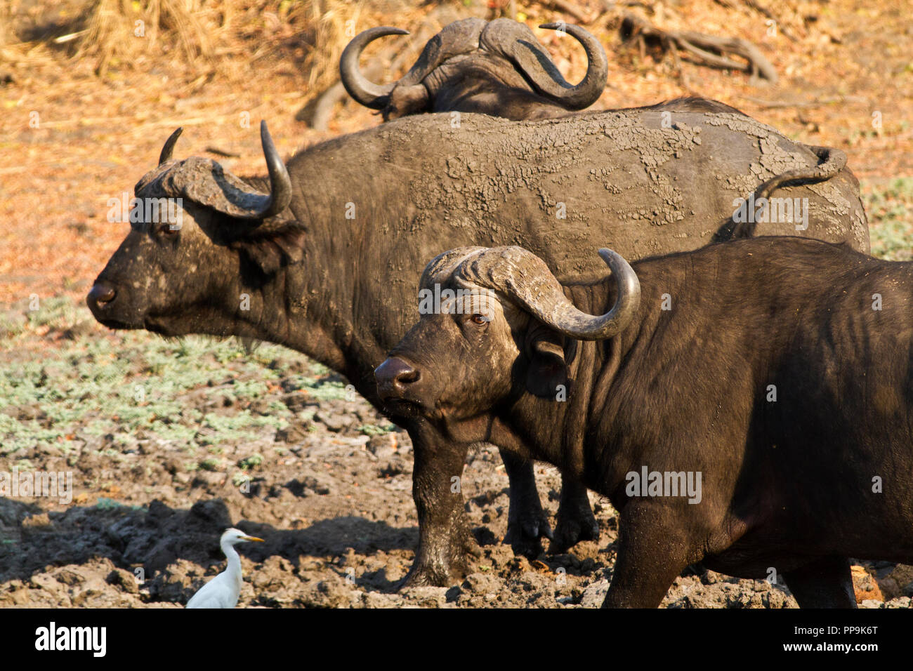 As they get older buffalo bulls leave the hurly-burly of the large breed herds and spend more time in small bachelor groups, when they are at their mo Stock Photo