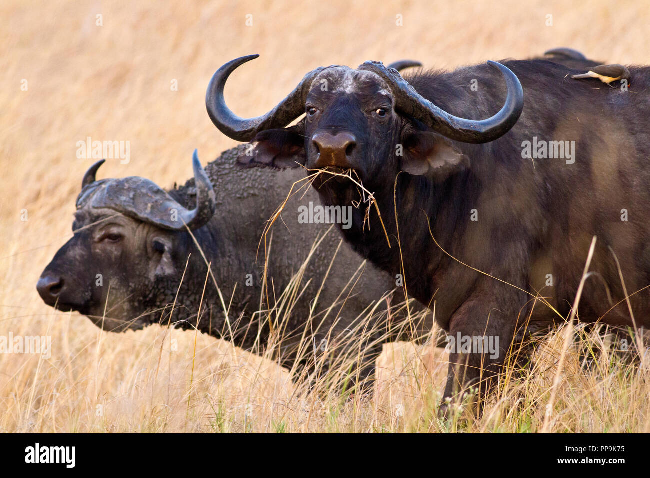Katavi National Park is famous for it's vast herds of Cape Buffalo that at ceratin times of the year can have groups forming of over 2000 strong Stock Photo