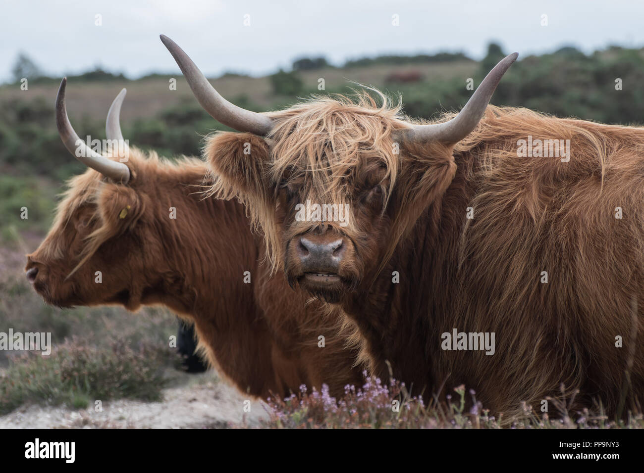 Highland cattle in the New Forest located in Hampshire UK Stock Photo ...