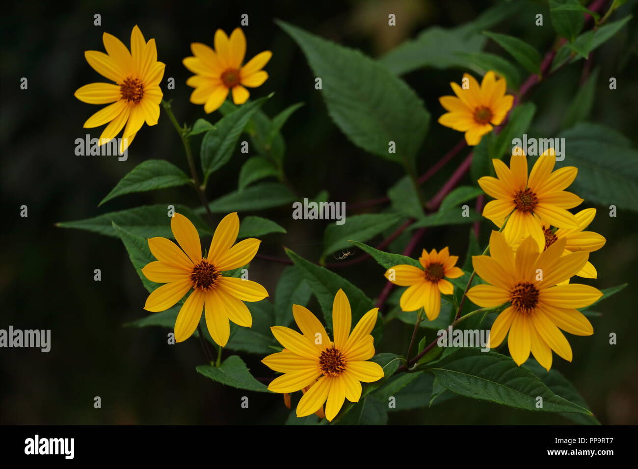 Yellow flowers on dark background Stock Photo