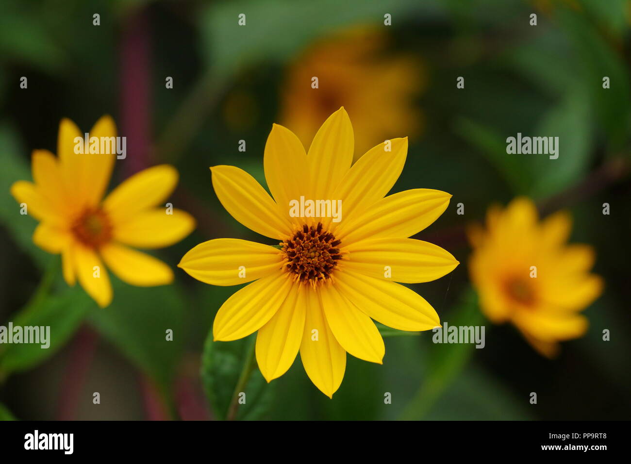 Yellow flowers on dark background Stock Photo