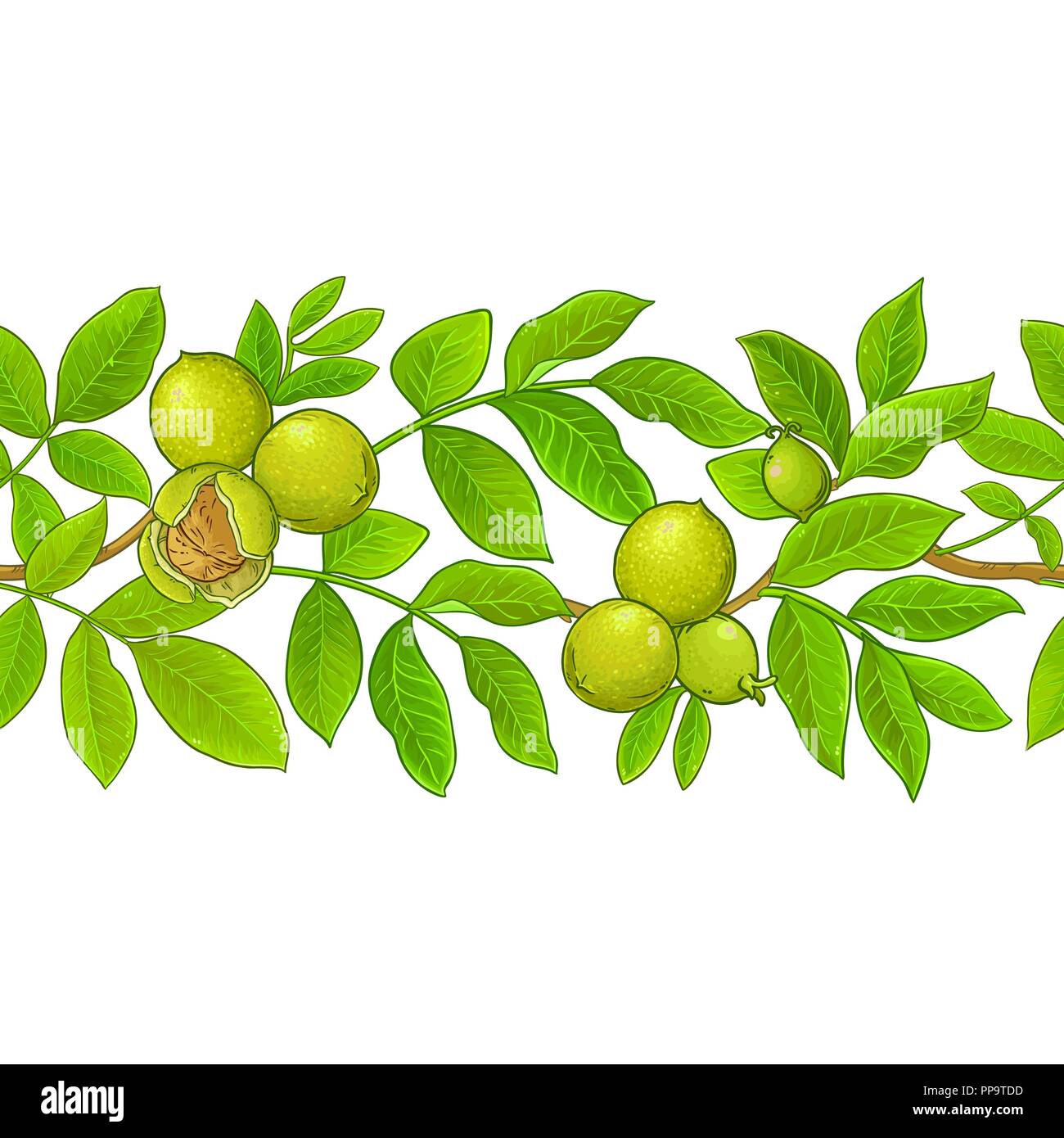 walnut vector pattern on white background Stock Vector