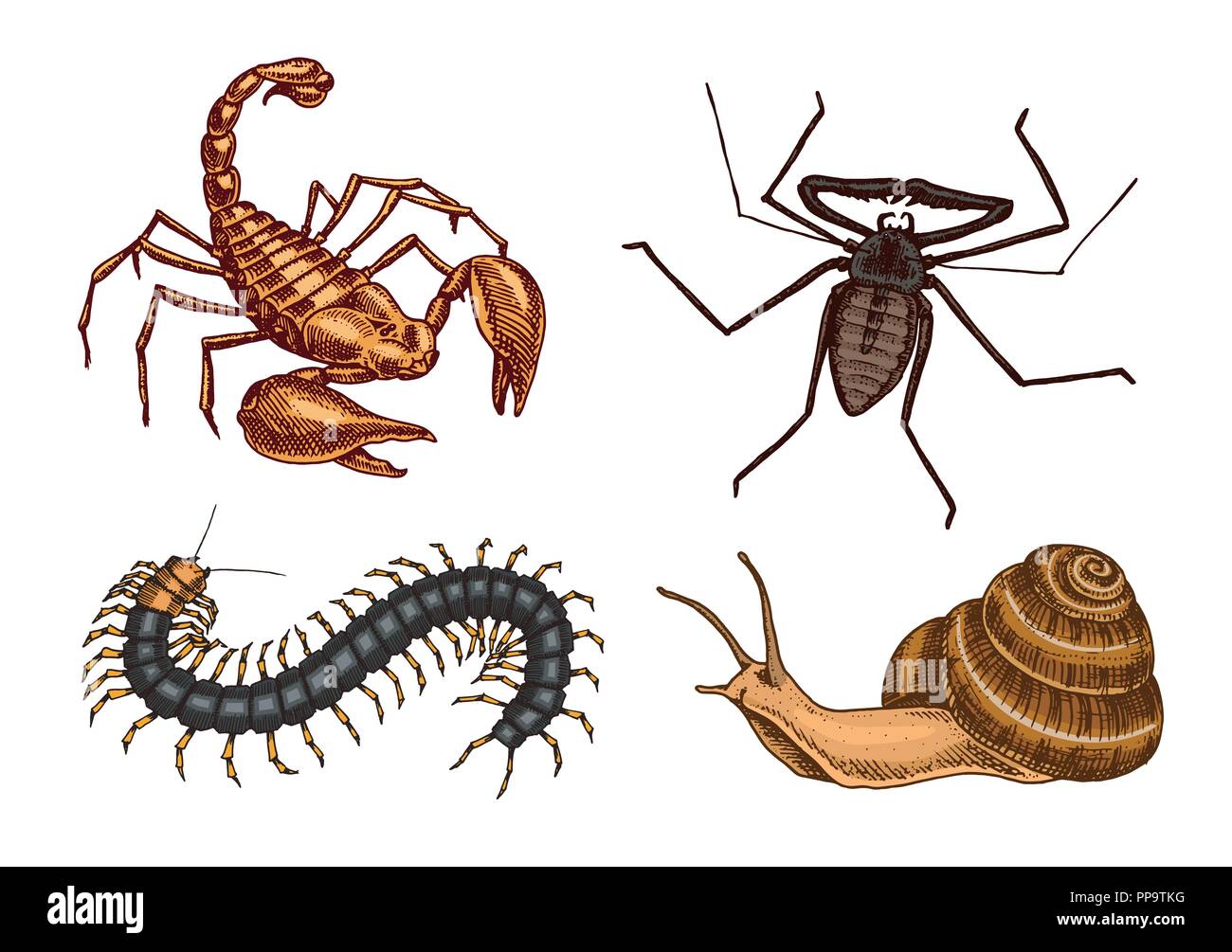 Big set of insects. Vintage Pets in house. Bugs Beetles Scorpion Snail, Whip Spider, Scolopendra. Engraved Vector illustration Stock Vector