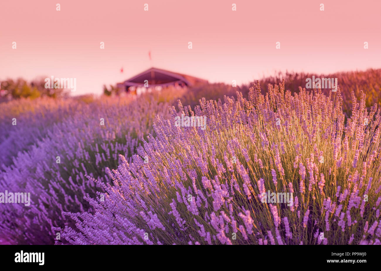 Lavander field in the sunset and a hut/cottage in the background in