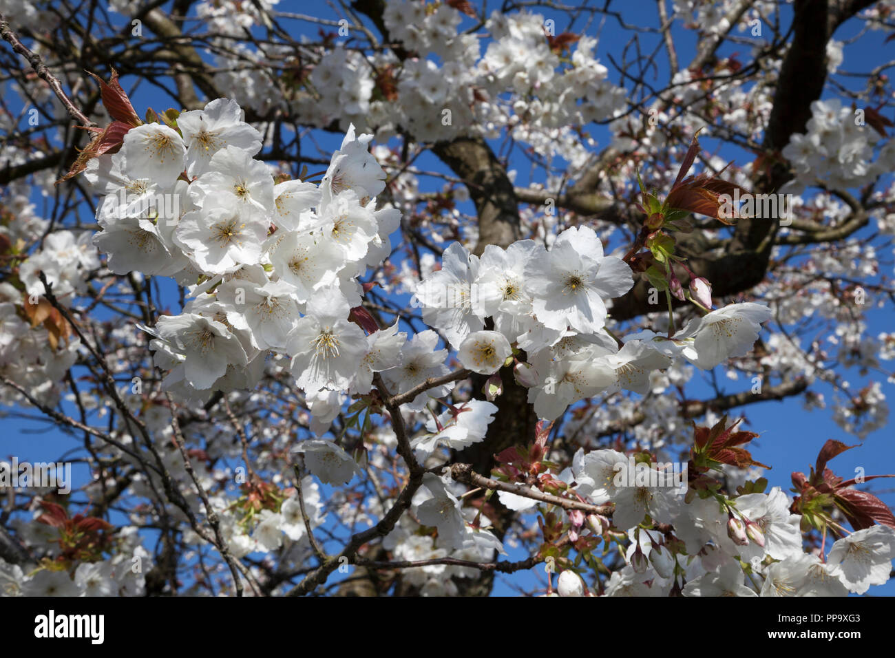White flowering cherry blossom on West Princes Street, Helensburgh, Argyll, Scotland, Stock Photo