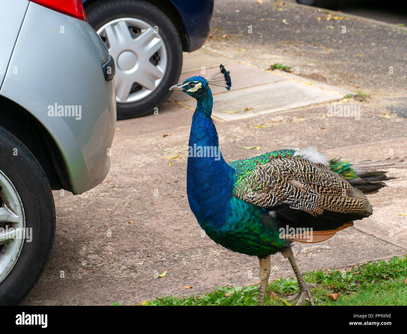 Young urban feral peacock struts between unidentifiable cars. UK. Stock Photo